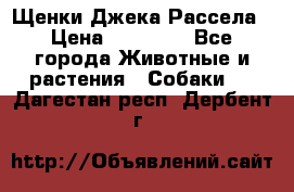 Щенки Джека Рассела › Цена ­ 10 000 - Все города Животные и растения » Собаки   . Дагестан респ.,Дербент г.